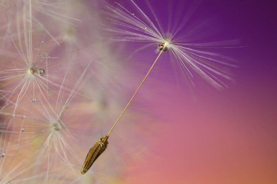 Close-up image of dandelion seeds and dewdrop against a vibrant purple and orange background.